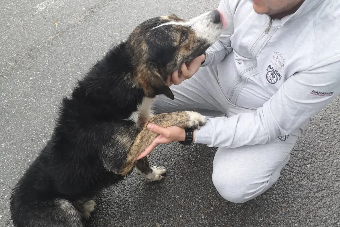 Maidanezul salvator a fost adoptat de către vicepreședintele Consiliului Județean VIDEO