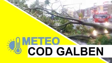 Cod galben de vijelie