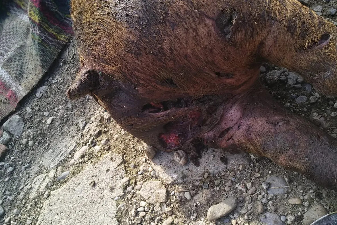 Patru porci sfâșâiați de câinii maidanezi la Răcășdia VIDEO