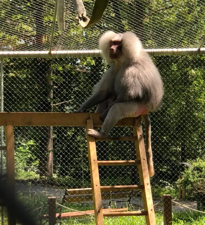Primăria Reșița invită reșițenii să vadă familia de pavian cu mantie de la Zoo Reșița
