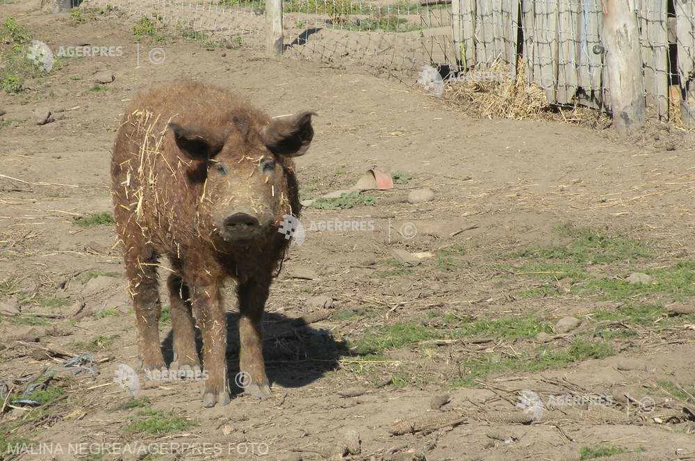 În Caraș-Severin se cresc și porci din rasa Bazna sau Mangalița