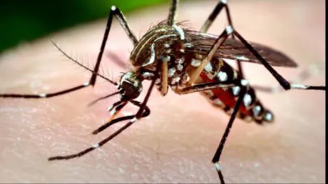Meningită provocată de virusul West Nile confirmată în Caraș-Severin