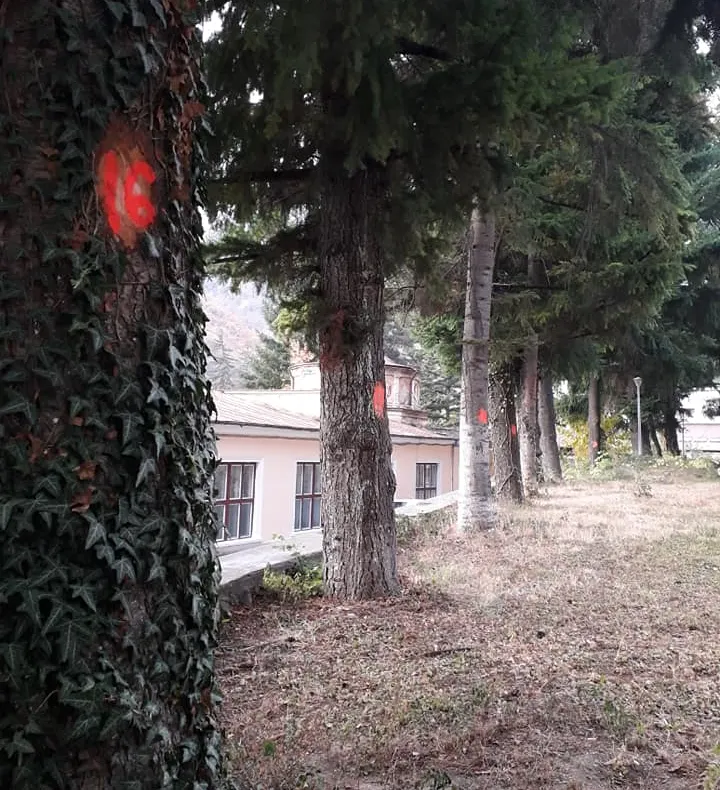 Primăria Băile Herculane se pregătește să taie doi brazi, Agenția pentru Protecția Mediului nu a dat aviz