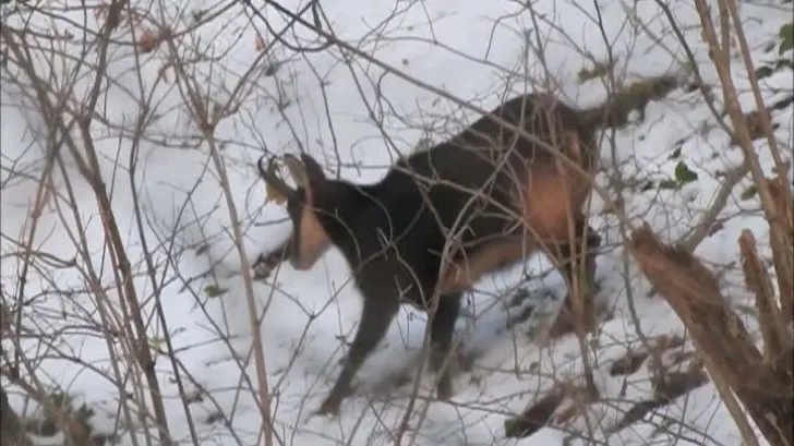 Imagini spectaculoase în Munții Țarcu VIDEO
