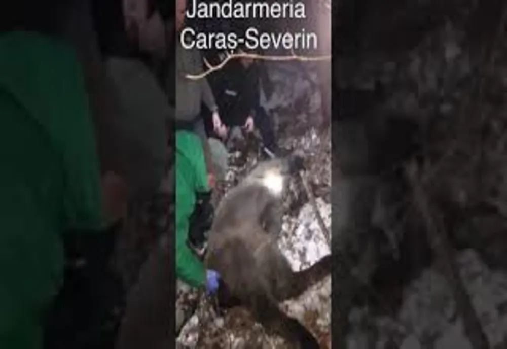 Pui de zimbru braconat la Rusca, păzit cu jandarmii VIDEO