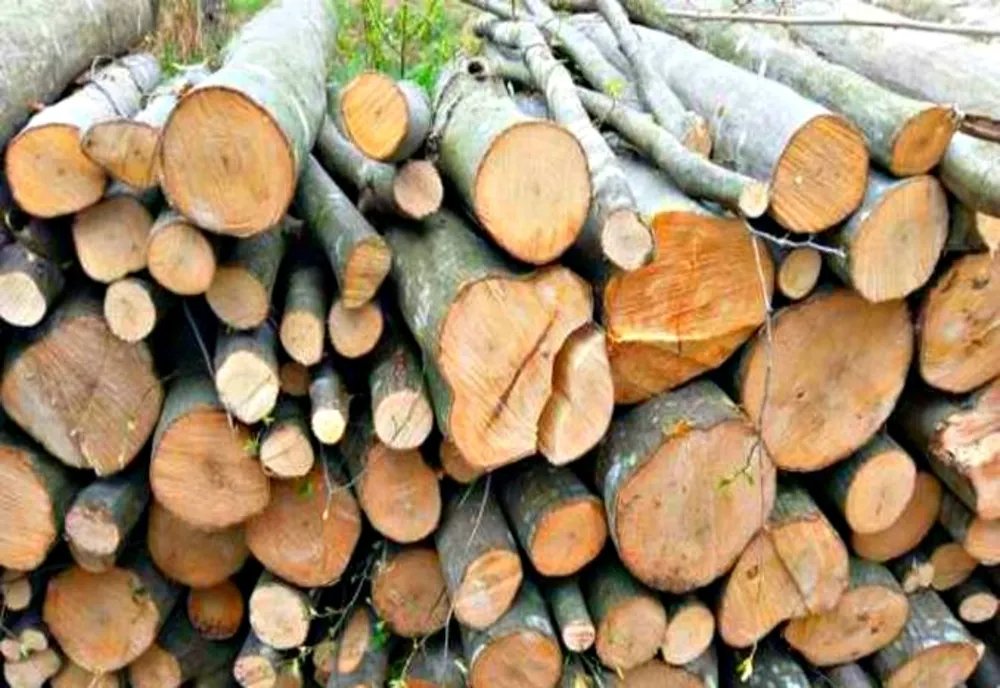 Transporturi ilegale de material lemnos, inclusiv brazi de Crăciun
