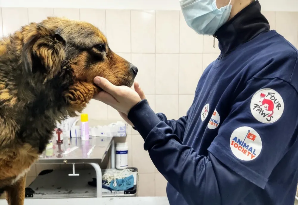 Luni și marți, sterilizare gratuită de câini și pisici