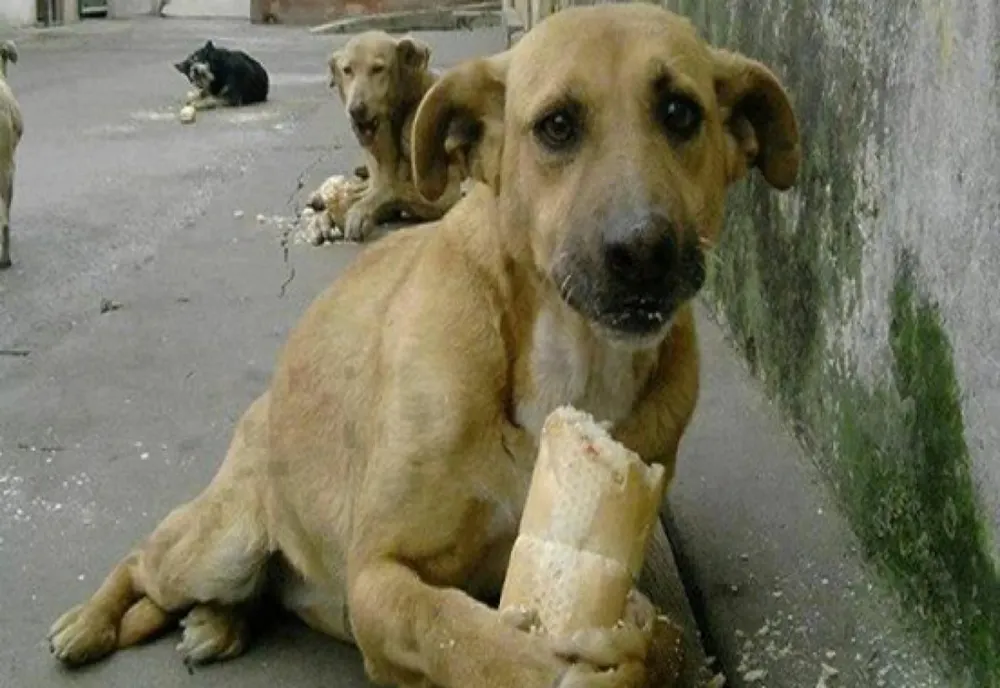 Campanie de sterilizare pentru câini și pisici, în Caraș-Severin