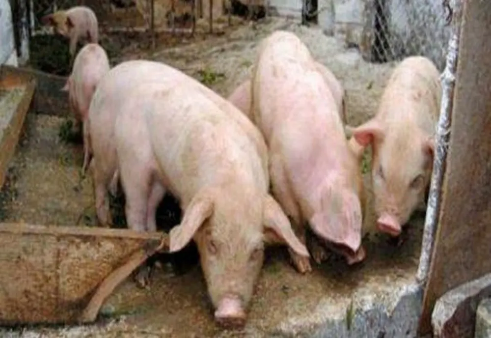 Focare de trichineloză în județul Caraș-Severin