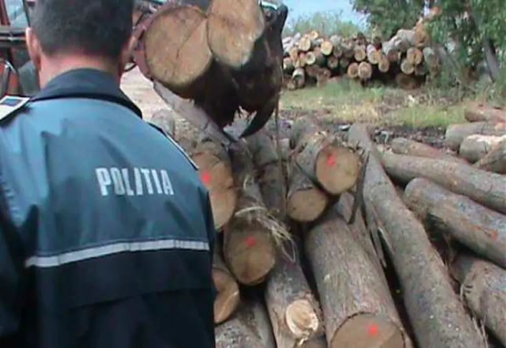 Prinși la furat de lemne