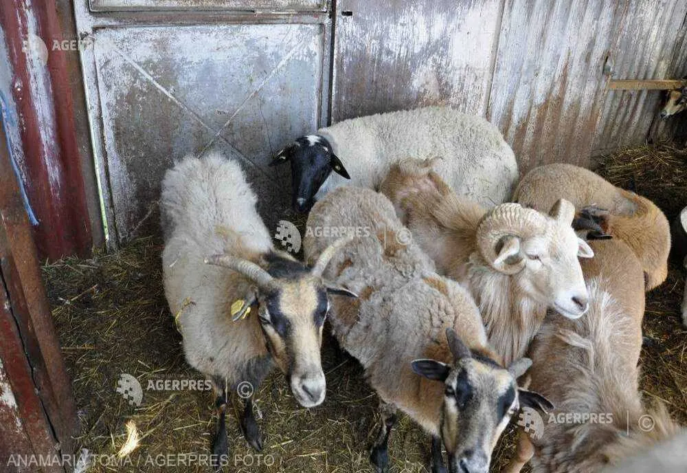 ROMÂNIA MAI ARE ACTIVE 37 DE FOCARE DE PESTA RUMEGĂTOARELOR MICI