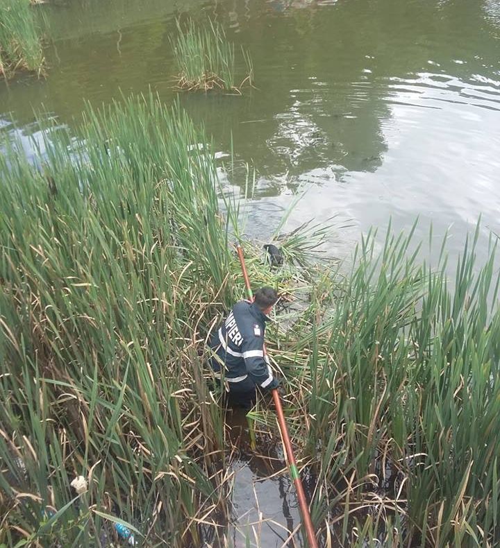 Pompierii și-au pus viața în pericol pentru... un cățeluș FOTO