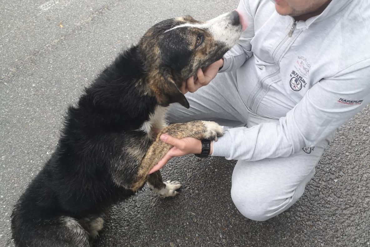 Maidanezul salvator a fost adoptat de către vicepreședintele Consiliului Județean VIDEO