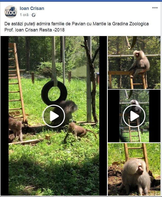 Conducerea Grădinii Zoologice din Reșița are imaginație: ”pavianul cu mantie poate fi admirat la Reșița” VIDEO