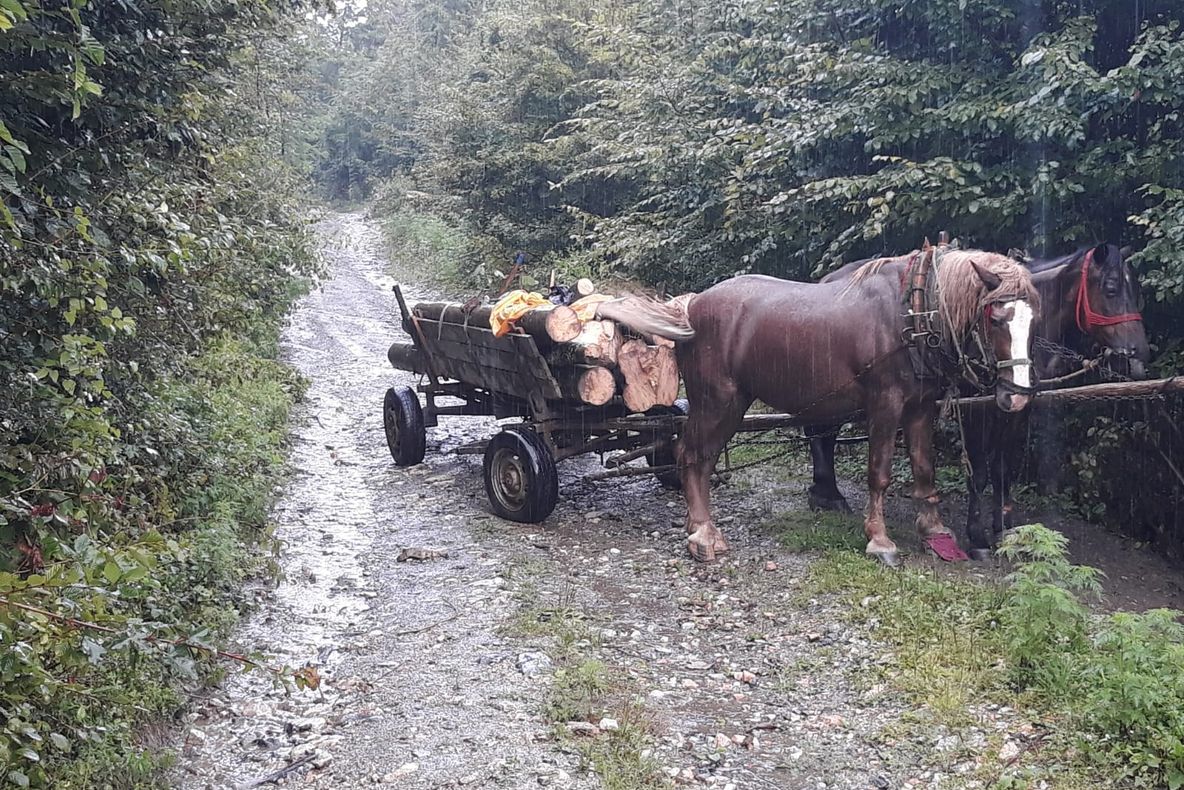 Și hoții de lemne profită de vremea rea de afară FOTO