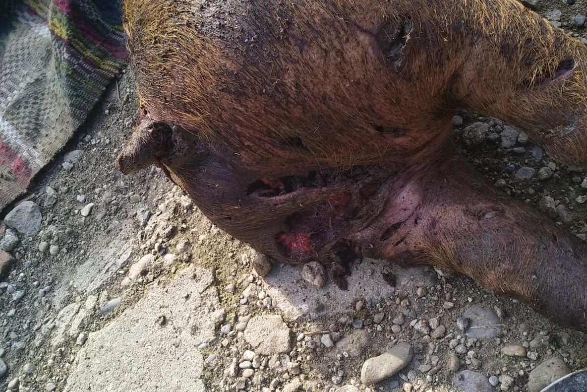 Patru porci sfâșâiați de câinii maidanezi la Răcășdia VIDEO