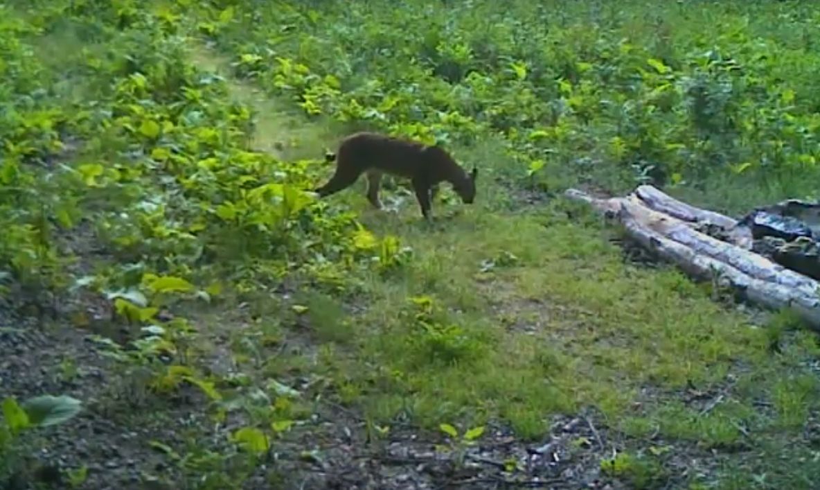 Râs filmat în timp ce-și inspectează teritoriul într-o pădure de lângă Teregova VIDEO