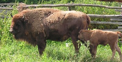 Primii pui de zimbru născuți în sălbăticie în Munții Țarcu VIDEO