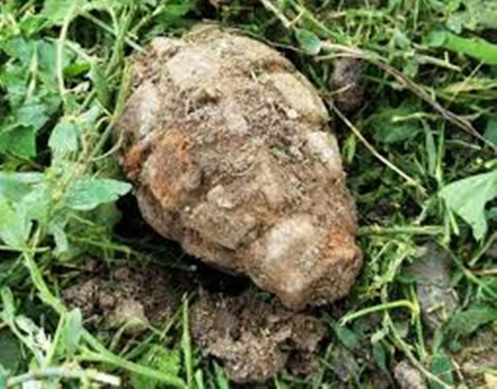 Cursuri întrerupte de o grenadă la Bocșa