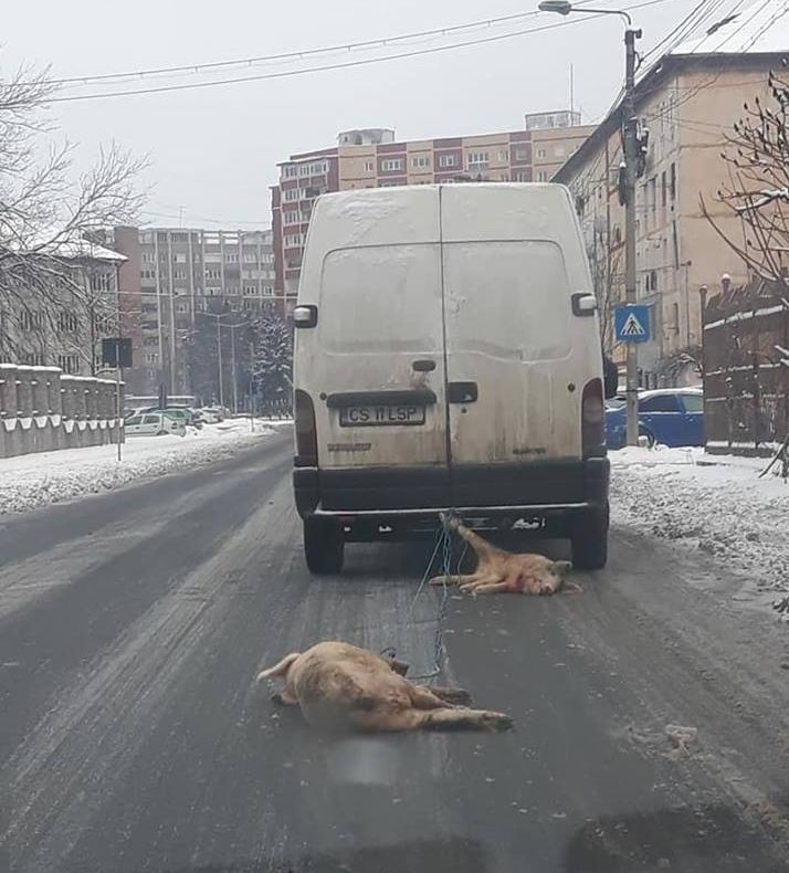 SCANDALOS! Un reșițean de 35 de ani târa leșurile a doi porci după microbuz, pe bulevardele Reșiței VIDEO