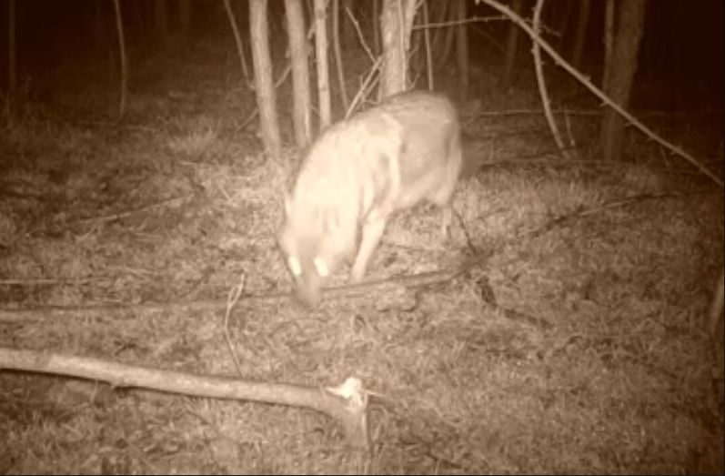 Șacalul auriu, o specie dispărută datorită vânării sale intense, a revenit în Banat VIDEO