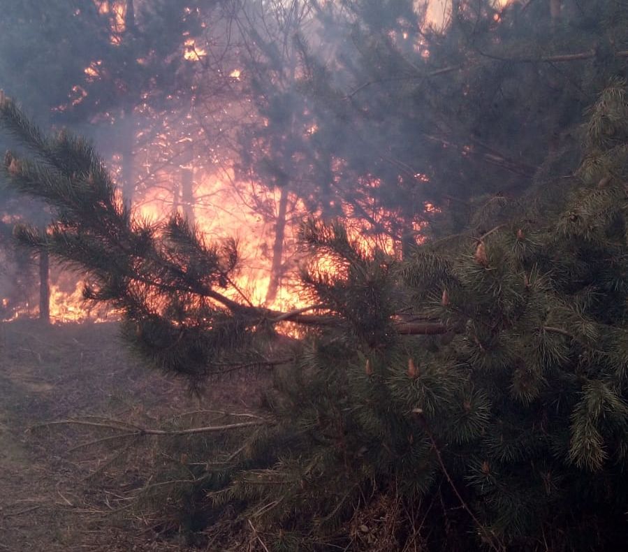 O pădure de pin, afectată de un incendiu care a cuprins 30 de hectare de vegetație, în Caraș-Severin