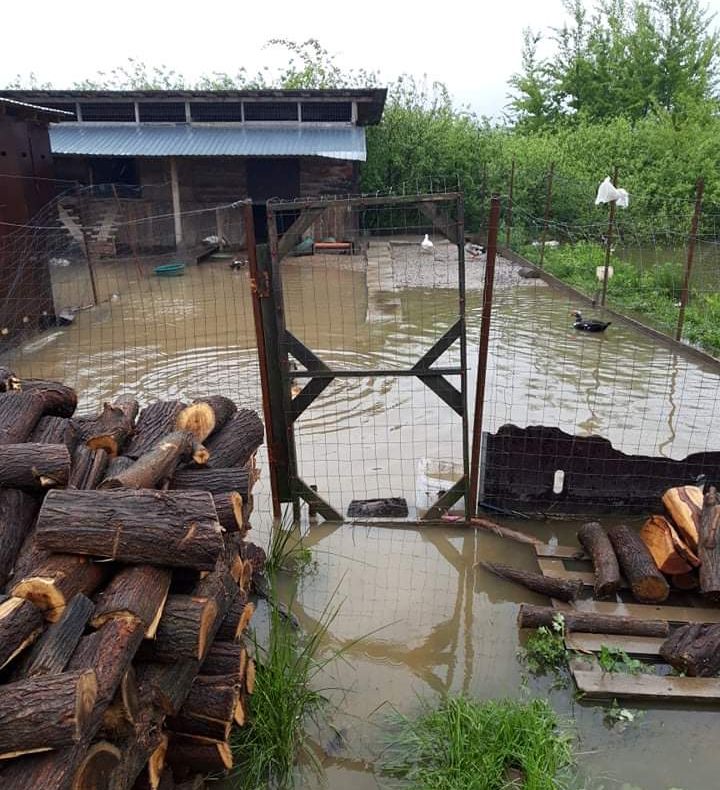 COD ROȘU de inundații în Banat FOTO
