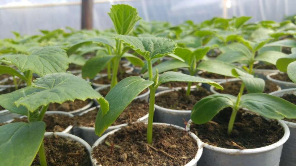 Necaz mare în piețele din Timișoara