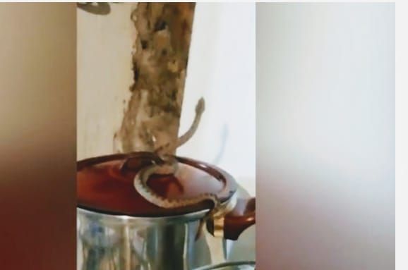 O timișoreancă s-a trezit cu vipera în oală în casa de vacanță de la Ciclova VIDEO