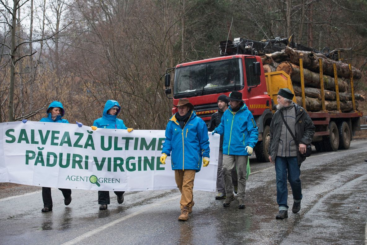 Tăierile din Parcul Național Domogled-Valea Cernei din nou anchetate la BBC