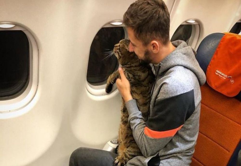  Pățania unui tânăr care a păcălit Aeroflotul și a urcat în avion cu motanul de 10 kg. Cum a fost pedepsit pasagerul 