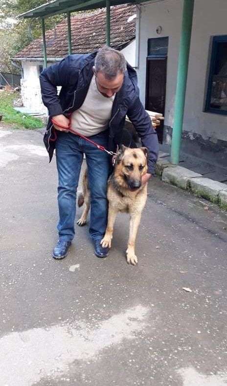 Acesta este câinele care a pus pe jar o școală din Reșița