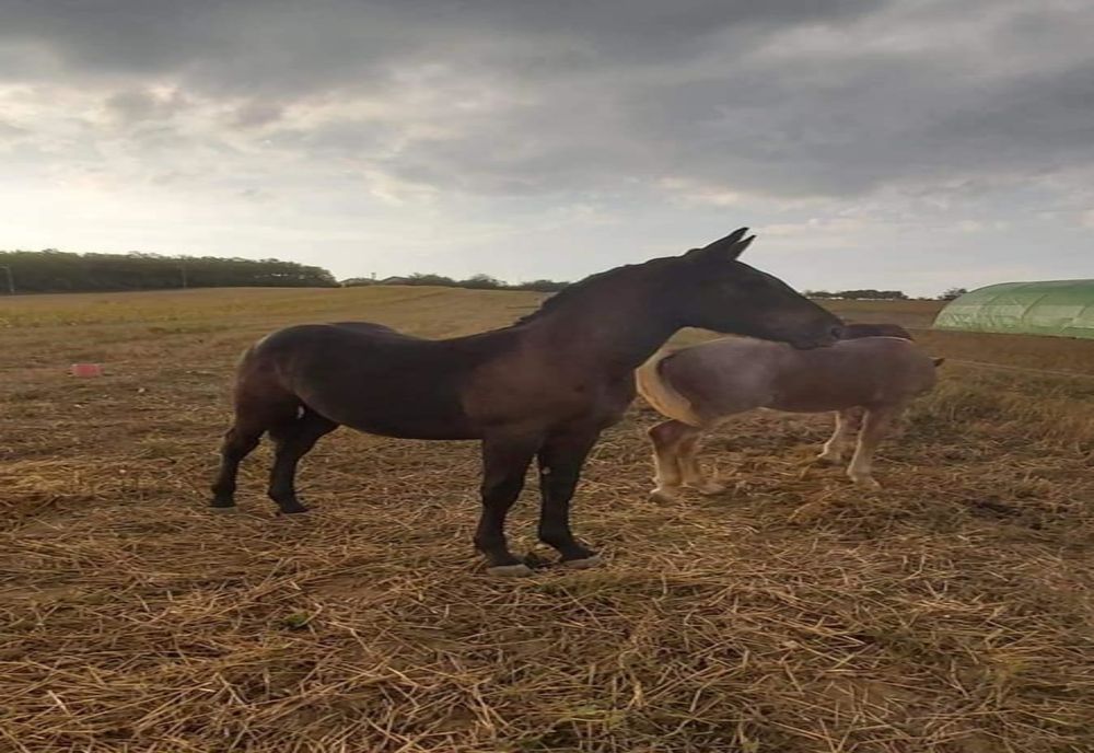 Exportul de cai, interzis în mai multe județe din țară, vezi lista prohibitivă