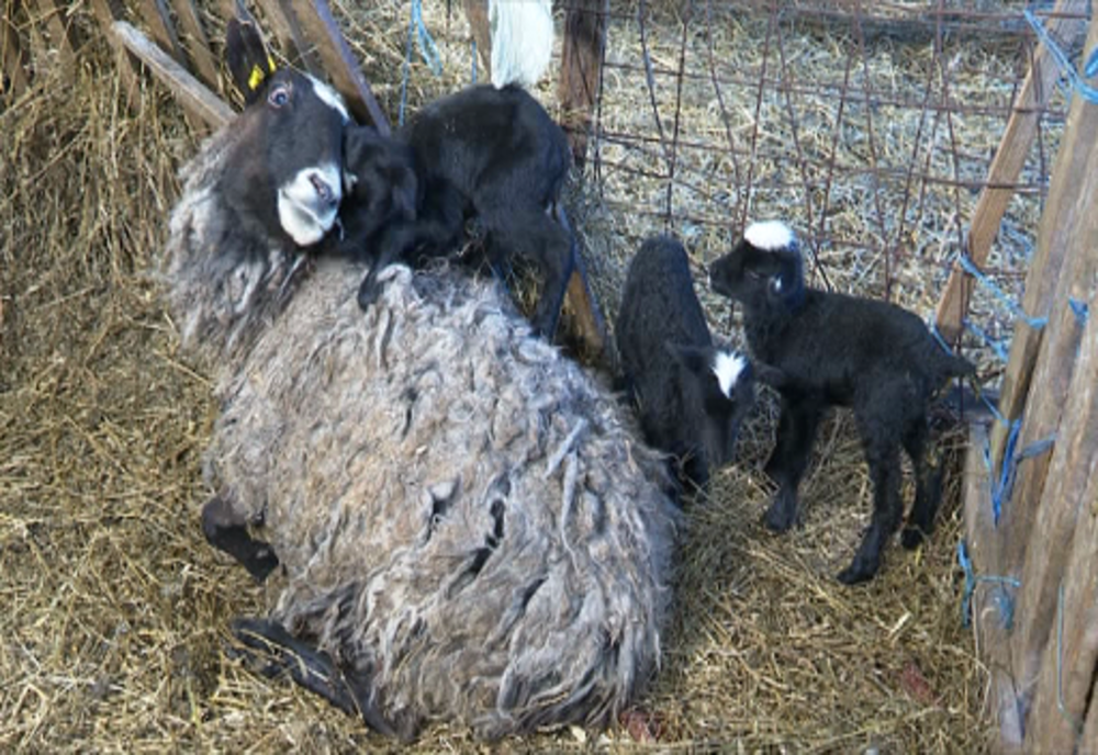 ROMÂNIA - Record național la Arad: oaia cu 6 miei