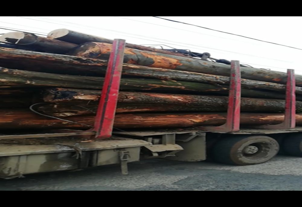 Peste 15 mc lemn au fost confiscați de polițiști la Moldova Nouă