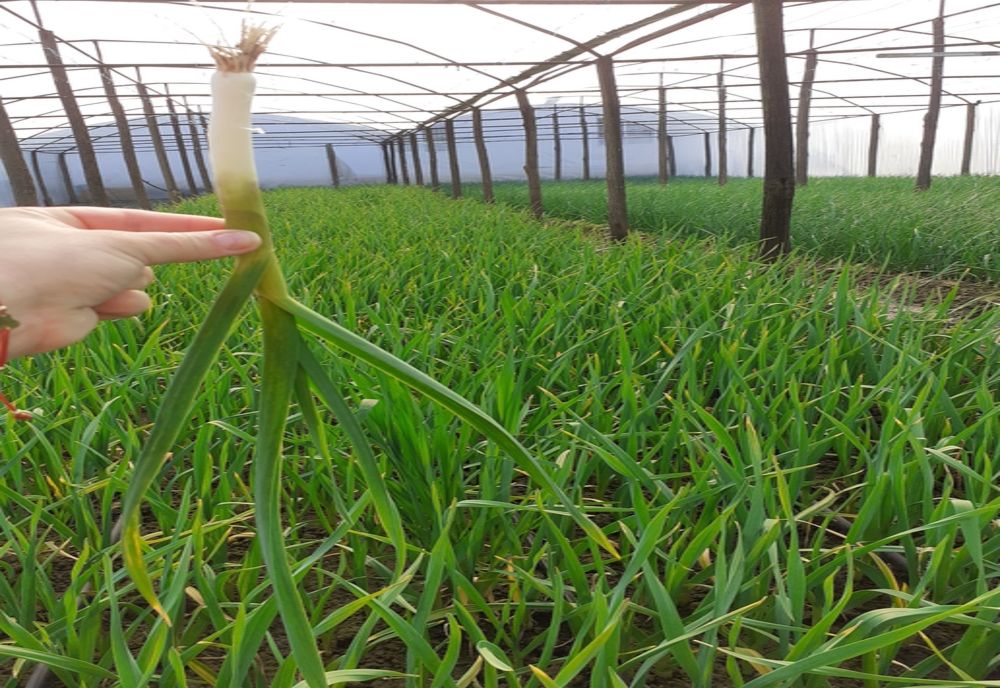 Micii producători s-au mutat pe Facebook din cauza pandemiei