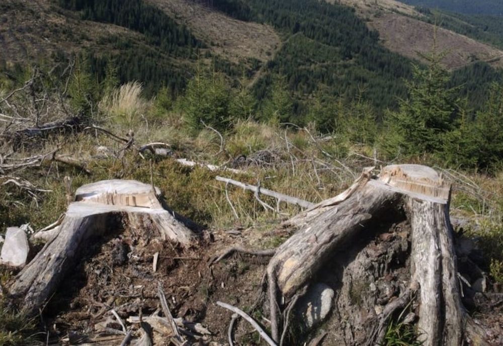 USR acuză guvernul Orban că se opune înființării DNA-ului pădurilor