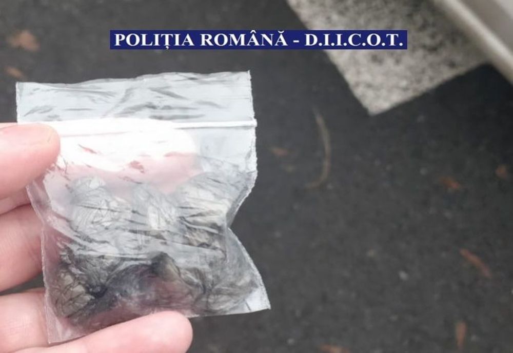 Percheziții la traficanți de droguri. Trei grupări, în vizorul poliției