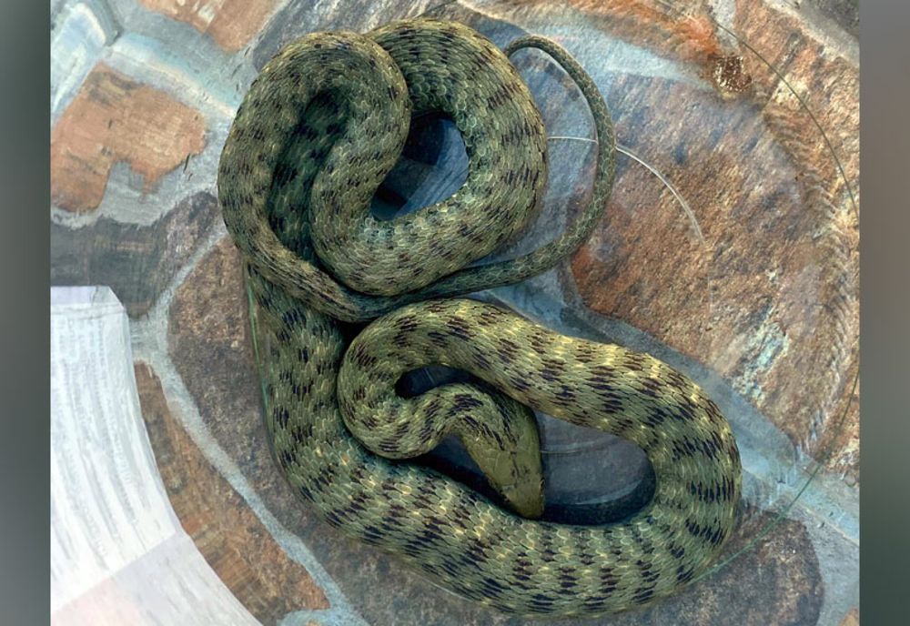 Șarpe capturat de pe terasa unei clădiri de către jandarmi