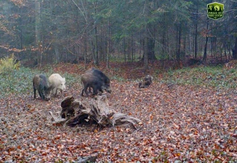 Exemplar extrem de rar, filmat în Caraș-Severin. Mistrețul alb, surprins în pădure
