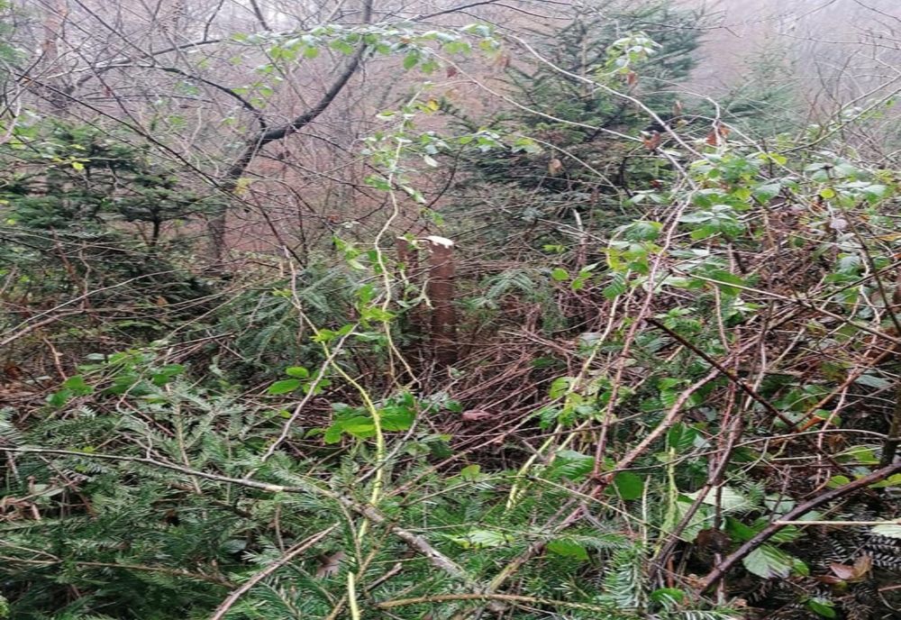 Mii de brazi de Crăciun, tăiați ilegal