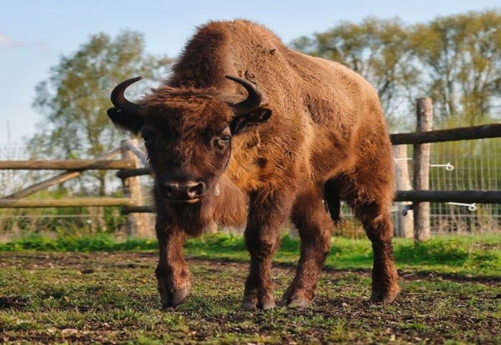 13 zimbrii au ajuns din Germania la Armeniș