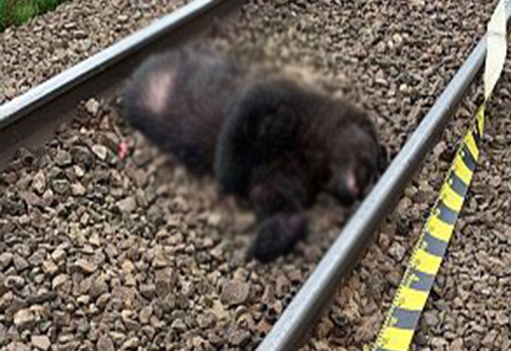 Un urs a fost lovit de tren, pe o cale ferată din Caraș-Severin