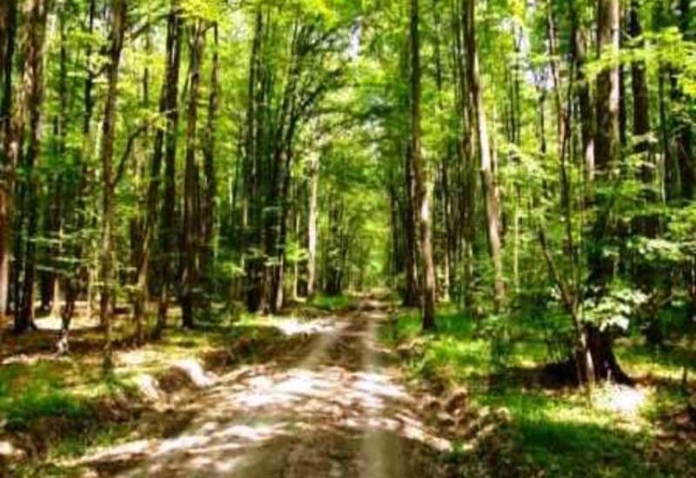 Nereguli grave la ocoalele silvice din Caraș-Severin