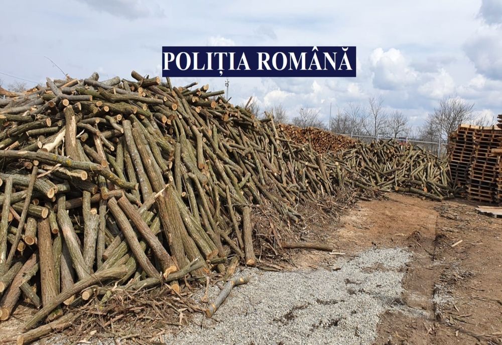 Peste 50 de metri cubi de material lemnos confiscați de polițiștii din Anina