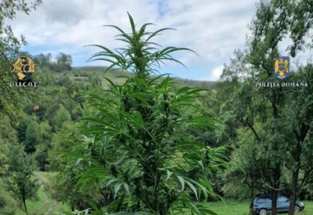 Culturi de canabis la Oțelu Roșu