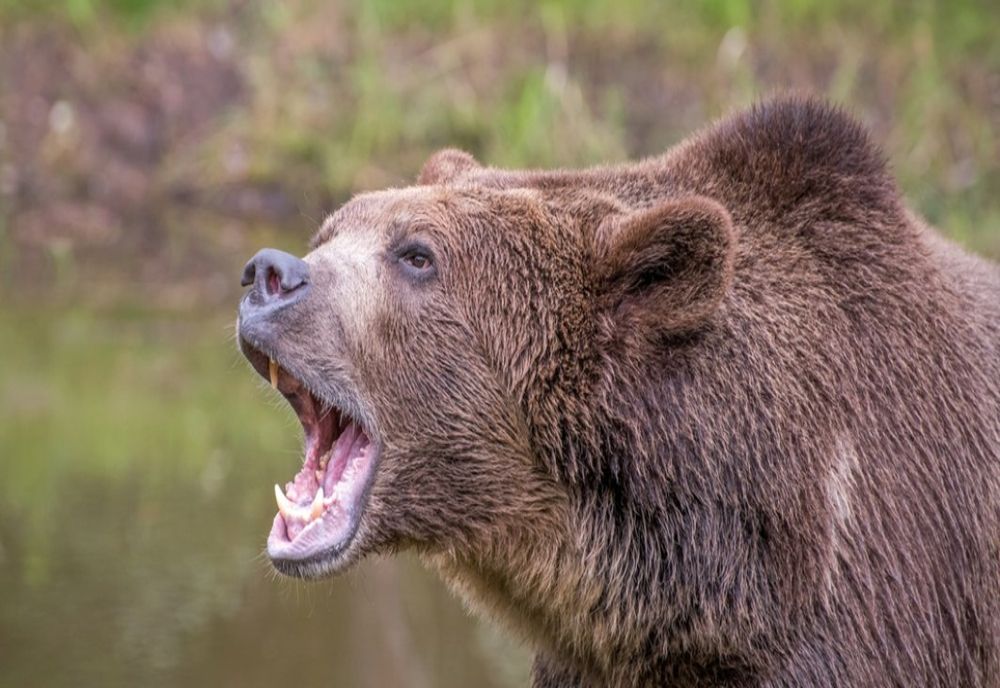 MINISTRUL MEDIULUI ANUNȚĂ REGLEMENTĂRI PRIVIND COTELE DE PREVENȚIE ȘI INTERVENȚIE PENTRU URȘI 