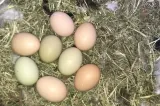 Tot mai mulți români se mută de la oraș la sat pentru o viață mai ieftină, mai liniștită și mai aproape de natură