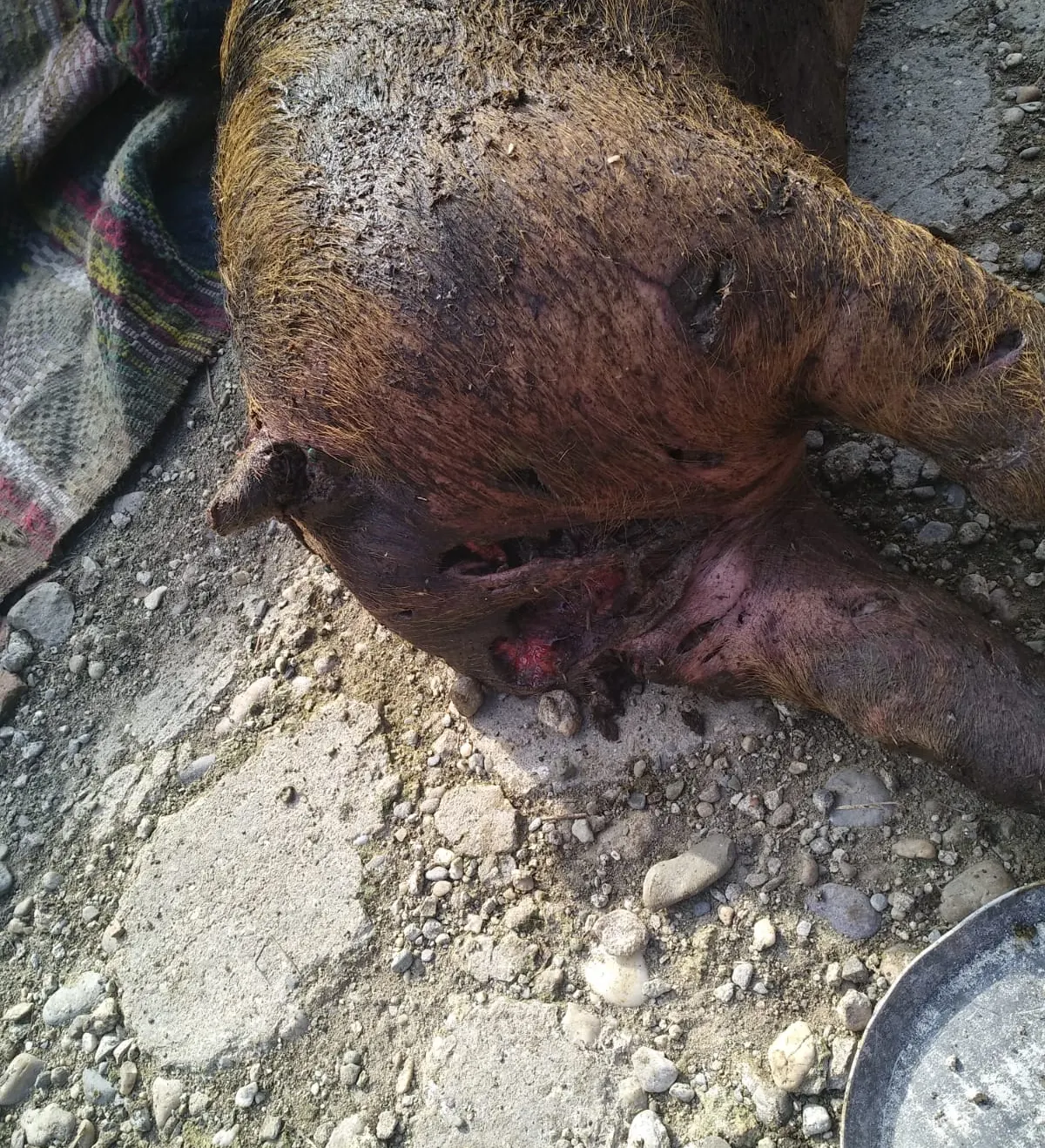 porc sfâșiat de câine