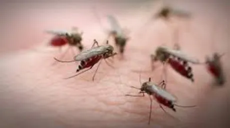 virusul_west_nile_43457200-1
